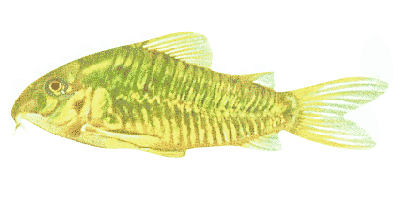 Albino-Panzerwels