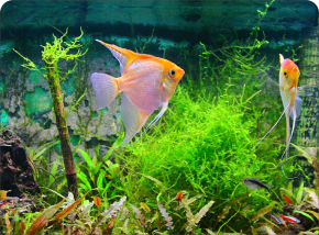 Aquarien