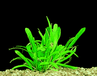 Dwarf arrowhead