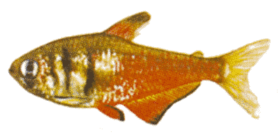Roter von Rio