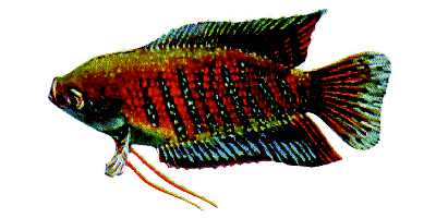Gestreifter Fadenfisch