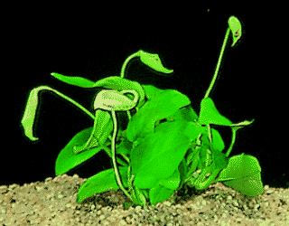 Dwarf spear leaf