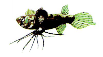 Butterfly fish