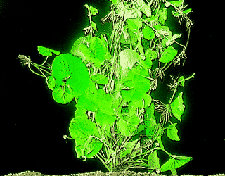 Brazilian pennywort