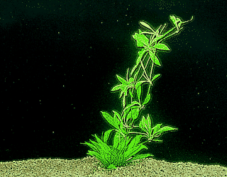 Dwarf amazon