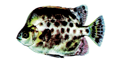 Grüner Argus