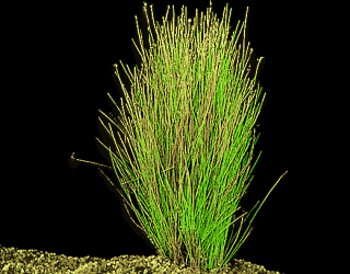 Hair grass